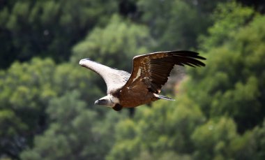 İspanyol gökyüzünde uçan akbaba