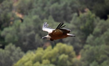 İspanyol gökyüzünde uçan akbaba