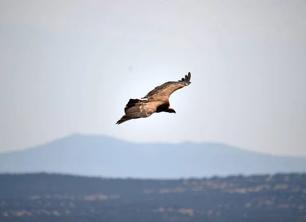 Buitre Volando Cielo Español — Foto de Stock