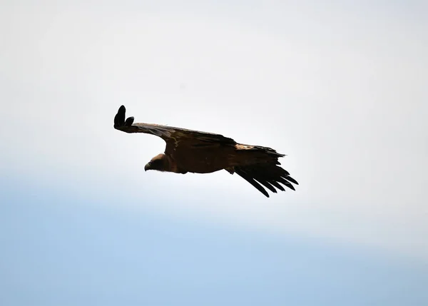 Buitre Volando Cielo Español — Foto de Stock