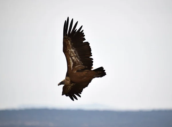 Buitre Volando Cielo Español — Foto de Stock