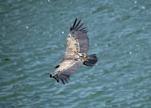 Gam Flyger Den Spanska Himlen — Stockfoto