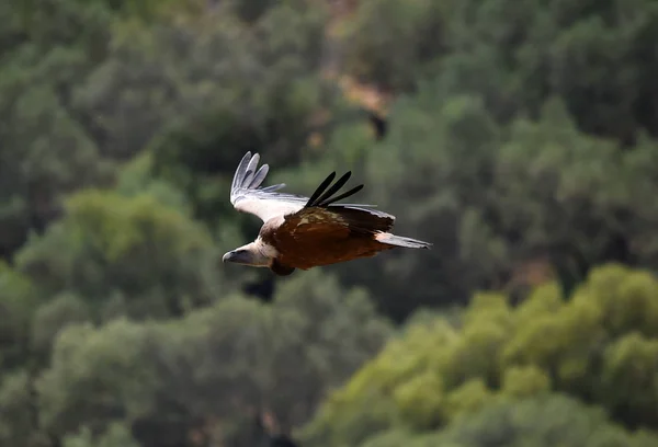 Buitre Volando Cielo Español — Foto de Stock