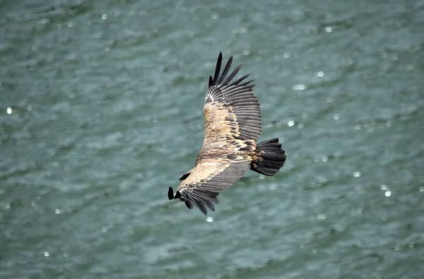 Gam Flyger Den Spanska Himlen — Stockfoto