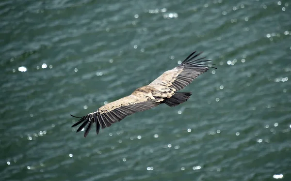 Buitre Volando Cielo Español — Foto de Stock