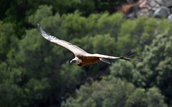 Vulture Vliegen Spaanse Hemel — Stockfoto
