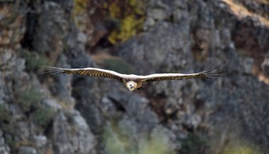 gökyüzünde uçan İspanya'da vullture