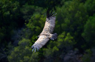 gökyüzünde uçan İspanya'da vullture