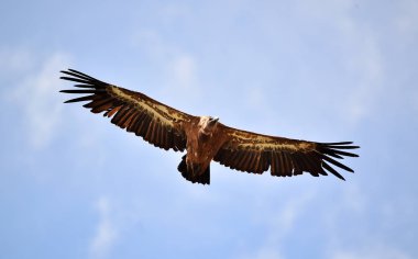 gökyüzünde uçan İspanya'da vullture