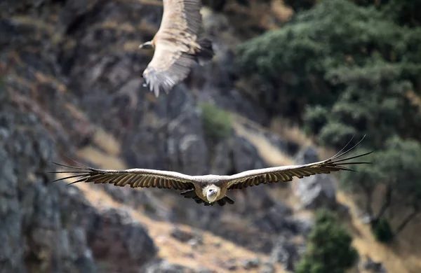 Vautour Espagne Volant Dans Ciel — Photo