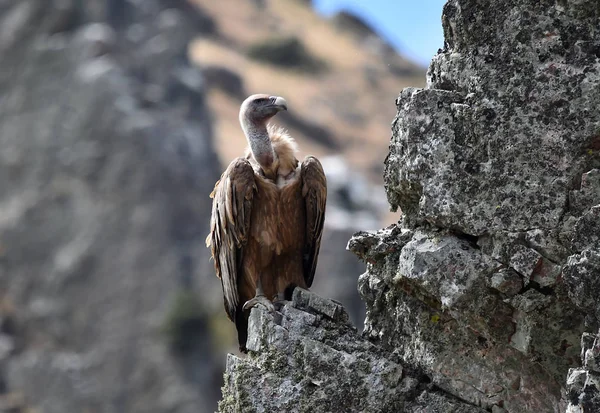 Vautour Espagne Volant Dans Ciel — Photo