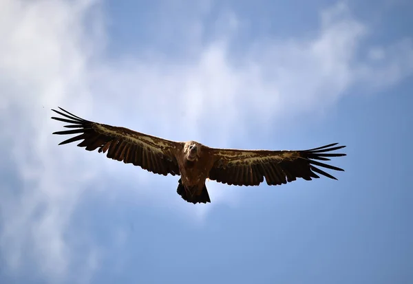 Vautour Espagne Volant Dans Ciel — Photo