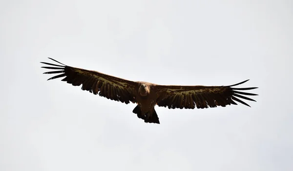 Vullture Spanien Flyger Skyn — Stockfoto