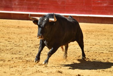 İspanyol boğa güreşi çalışan güçlü boğa