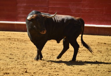 İspanyol boğa güreşi çalışan güçlü boğa