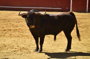 İspanyol boğa güreşi çalışan güçlü boğa