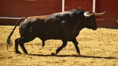 İspanyol boğa güreşi çalışan güçlü boğa