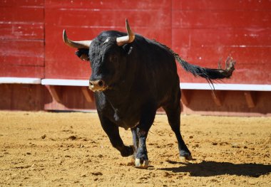 İspanyol boğa güreşi çalışan güçlü boğa