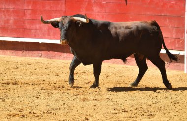 İspanyol boğa güreşi çalışan güçlü boğa