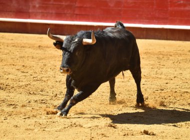 İspanyol boğa güreşi çalışan güçlü boğa