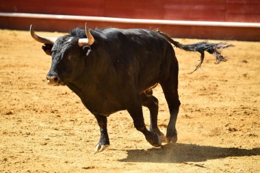 İspanyol boğa güreşi çalışan güçlü boğa