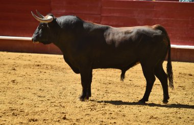 İspanyol boğa güreşi çalışan güçlü boğa