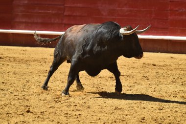 İspanyol boğa güreşi çalışan güçlü boğa