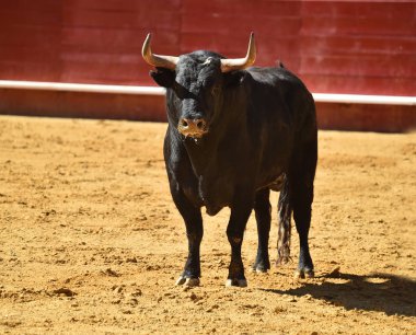 İspanyol boğa güreşi çalışan güçlü boğa