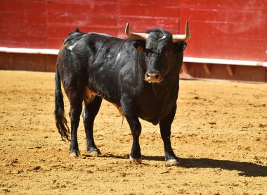 İspanyol boğa güreşi çalışan güçlü boğa