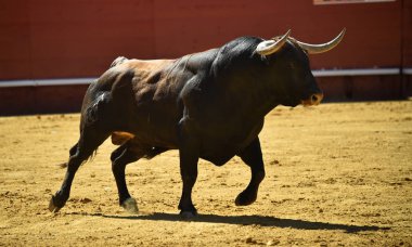 İspanyol boğa güreşi çalışan güçlü boğa
