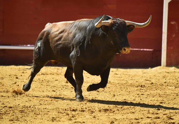 Sterke Stier Lopen Spaanse Stierenarena — Stockfoto