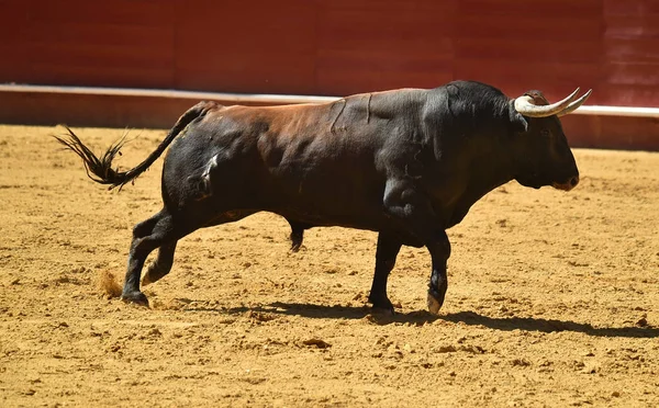 Toro Fuerte Corriendo Plaza Toros Española —  Fotos de Stock