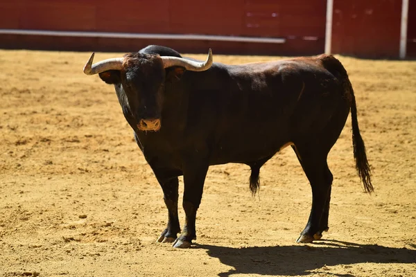 Spanyol Boğa Güreşi Çalışan Güçlü Boğa — Stok fotoğraf