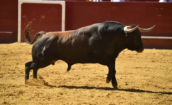 スペインの闘牛で走る強い雄牛 — ストック写真