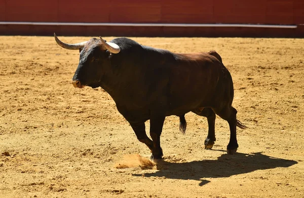 Spanyol Boğa Güreşi Çalışan Güçlü Boğa — Stok fotoğraf