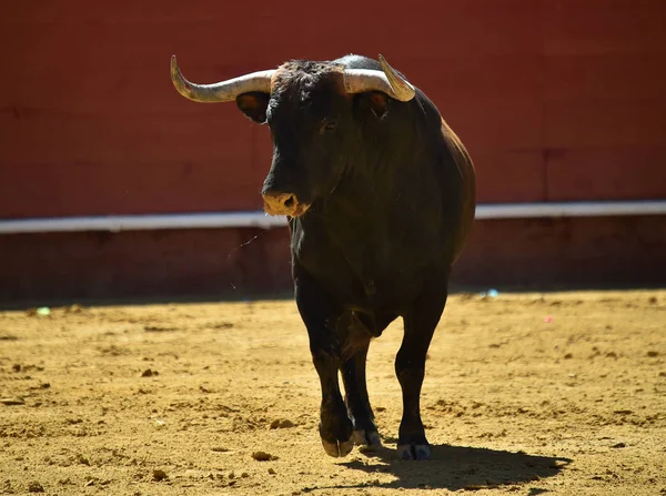 Silný Býk Běžící Španělském Býčích — Stock fotografie