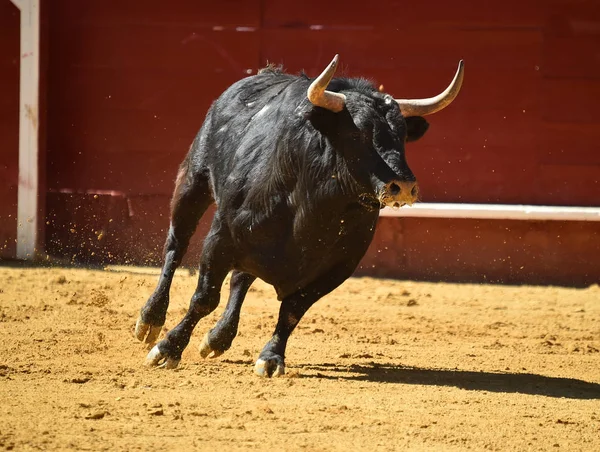 Strong Bull Running Spanish Bullring — Stock Photo, Image
