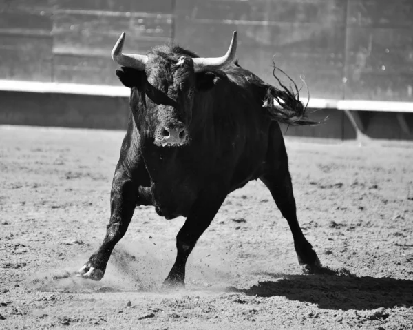 Starker Stier Läuft Spanischer Stierkampfarena — Stockfoto