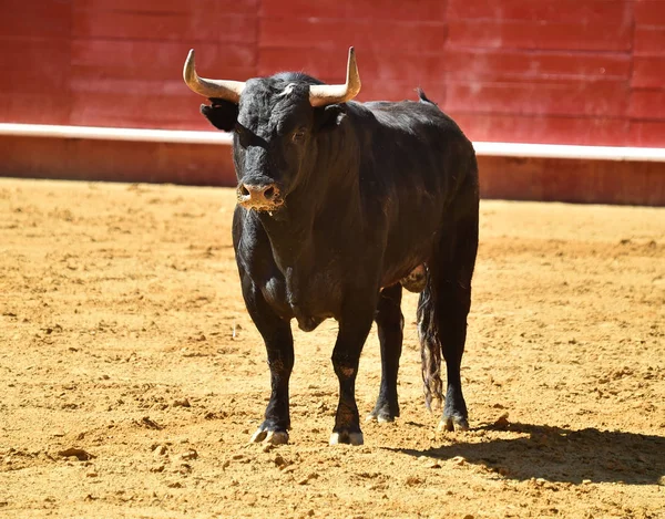 strong  bull running in spanish bullring