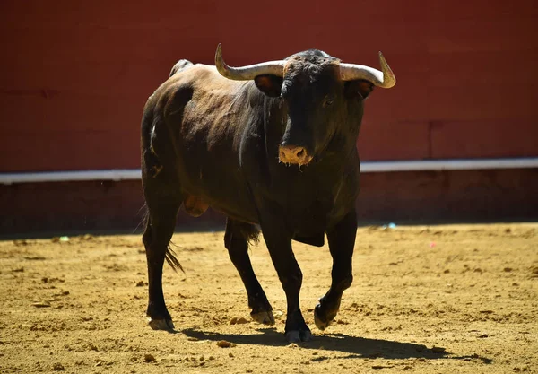 Starker Stier Läuft Spanischer Stierkampfarena — Stockfoto