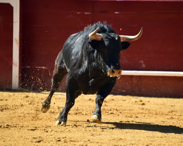 Strong Bull Running Spanish Bullring — Stock Photo, Image