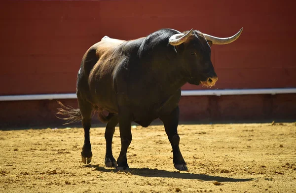 Toro Fuerte Corriendo Plaza Toros Española — Foto de Stock