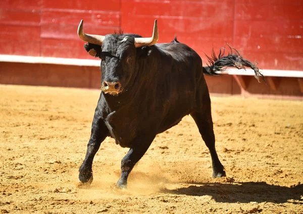 Stark Bull Kör Spanska Tjurfäktningsarenan — Stockfoto