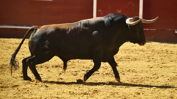 Spanyol Boğa Güreşi Çalışan Güçlü Boğa — Stok fotoğraf