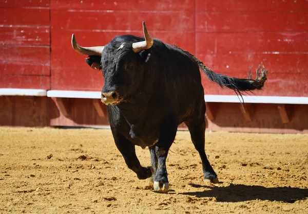 Forte Touro Correndo Touro Espanhol — Fotografia de Stock