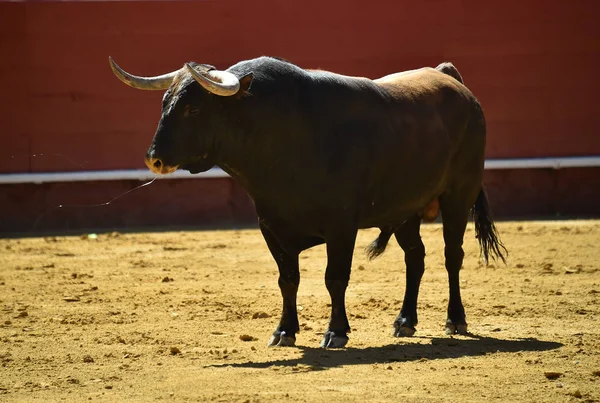 Starker Stier Läuft Spanischer Stierkampfarena — Stockfoto