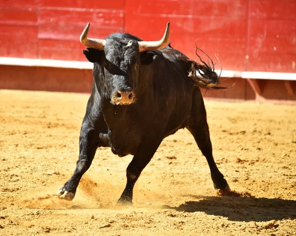 Stark Bull Kör Spanska Tjurfäktningsarenan — Stockfoto