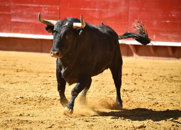 Toro Fuerte Corriendo Plaza Toros Española —  Fotos de Stock