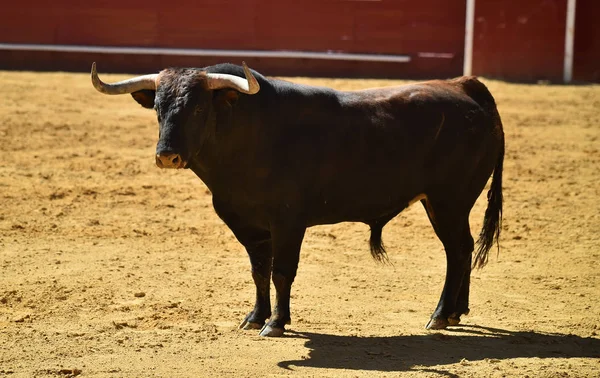Stark Bull Kör Spanska Tjurfäktningsarenan — Stockfoto