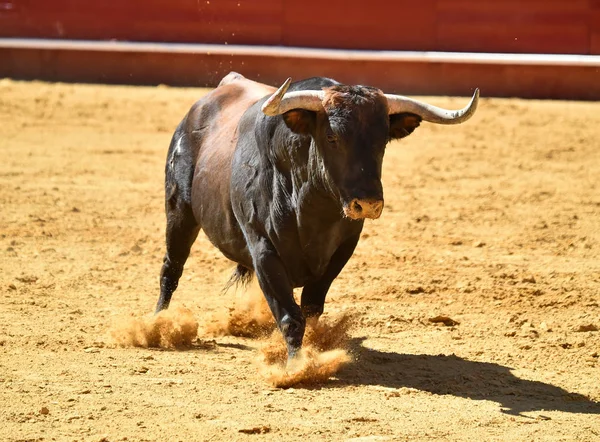 Toro Fuerte Corriendo Plaza Toros Española —  Fotos de Stock